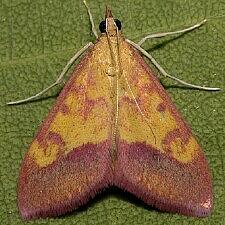 Pyrausta arizonicalis