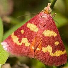 Pyrausta tyralis