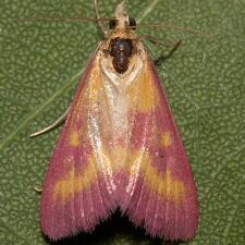 Pyrausta laticlavia