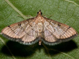 Blepharomastix ranalis