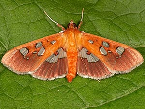 Phostria oajacalis