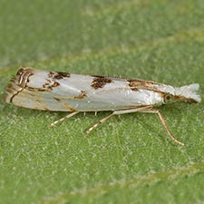 Microcrambus copelandi