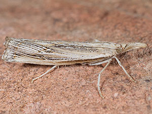 Thaumatopsis crenulatella