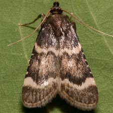 Aglossa electalis