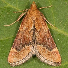 Hypsopygia cohortalis