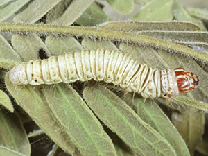 Cacozelia interruptella