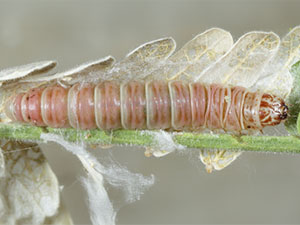 Cacozelia interruptella