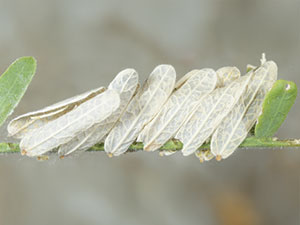 Cacozelia interruptella