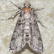 Cacozelia interruptella