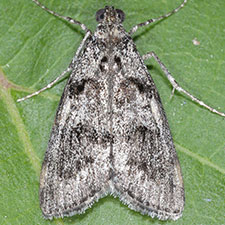 Pococera arizonella