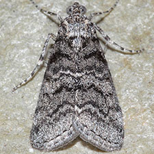Pococera fuscolotella