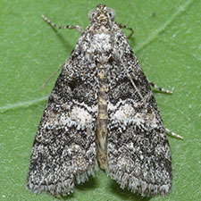 Pococera fuscolotella