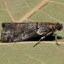 Acrobasis caliginella