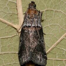 Acrobasis caliginella