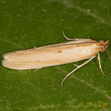 Ufa lithosella