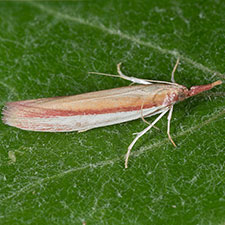 Peoria santaritella