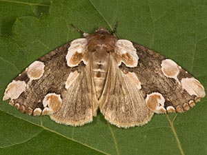 Thyatira superba