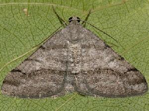 Digrammia setonana