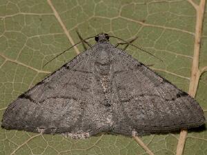 Digrammia setonana