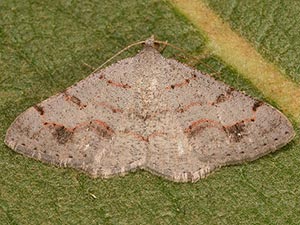 Digrammia yavapai