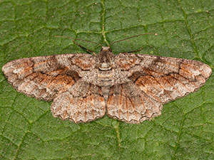 Parapheromia falsata