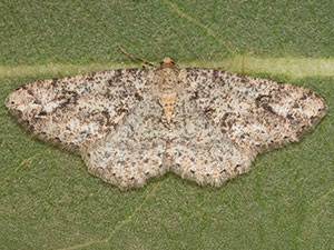 Melanolophia centralis