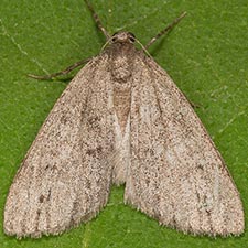 Carphoides inconspicuaria