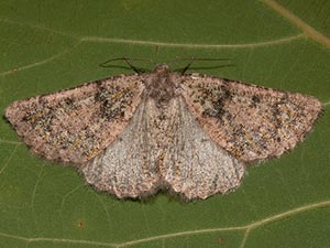 Nemeris sternitzkyi