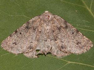 Meris paradoxa