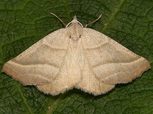 Plataea polychroma