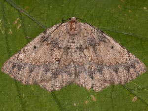 Somatolophia pallescens