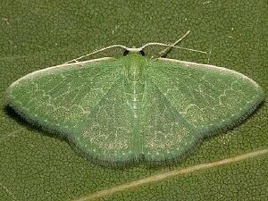 Synchlora frondaria