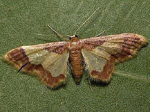 Idaea basinta