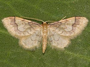 Idaea skinnerata