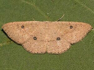 Cyclophora dataria