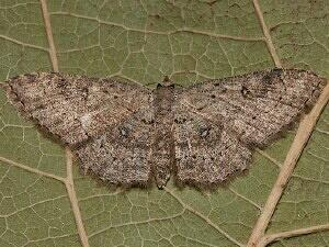 Cyclophora nanaria