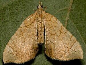 Eulithis luteolata