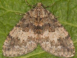 Hydriomena cochiseata