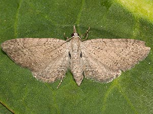 Eupithecia insolabilis