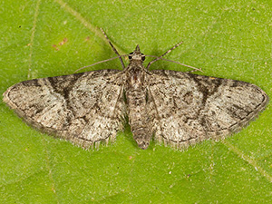 Eupithecia edna