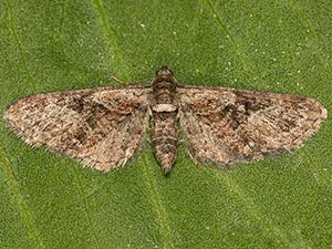 Eupithecia pretansata