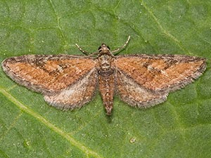 Eupithecia biedermanata