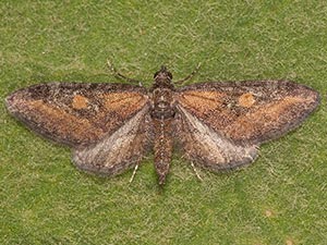 Eupithecia biedermanata