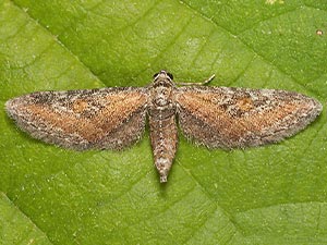 Eupithecia biedermanata