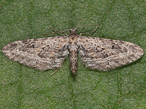 Eupithecia multistrigata