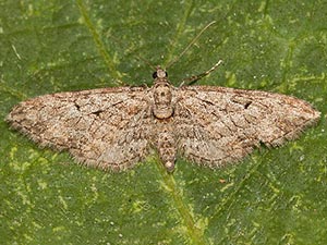 Eupithecia zelmira