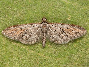 Eupithecia zelmira