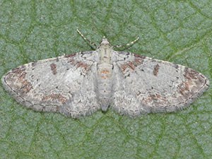 Eupithecia helena