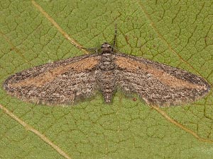 Eupithecia gilvipennata