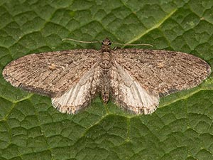 Eupithecia scabrogata